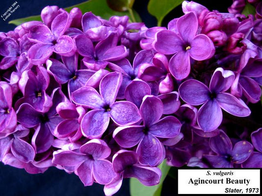 Le temps des lilas