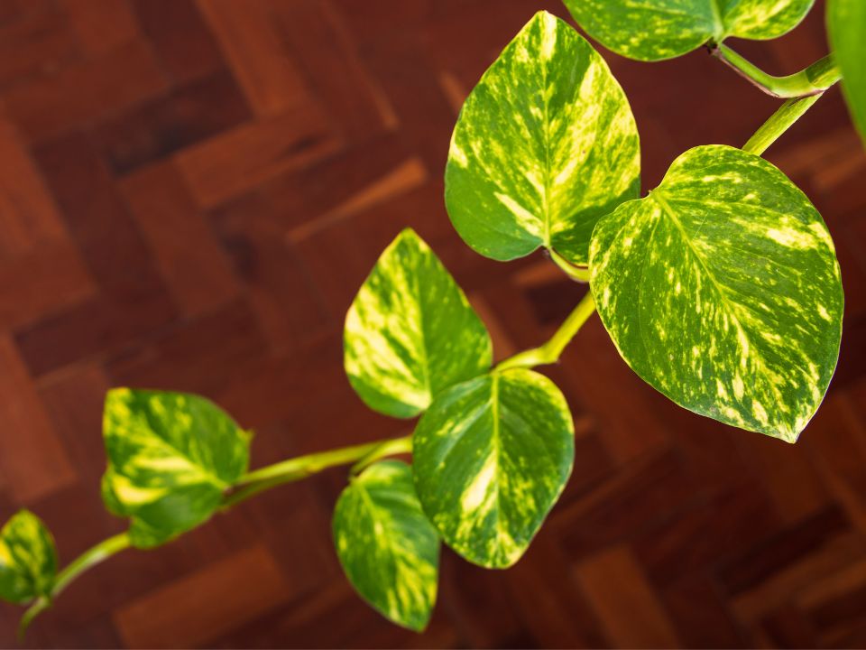 Epipremnum aureum 'Golden'