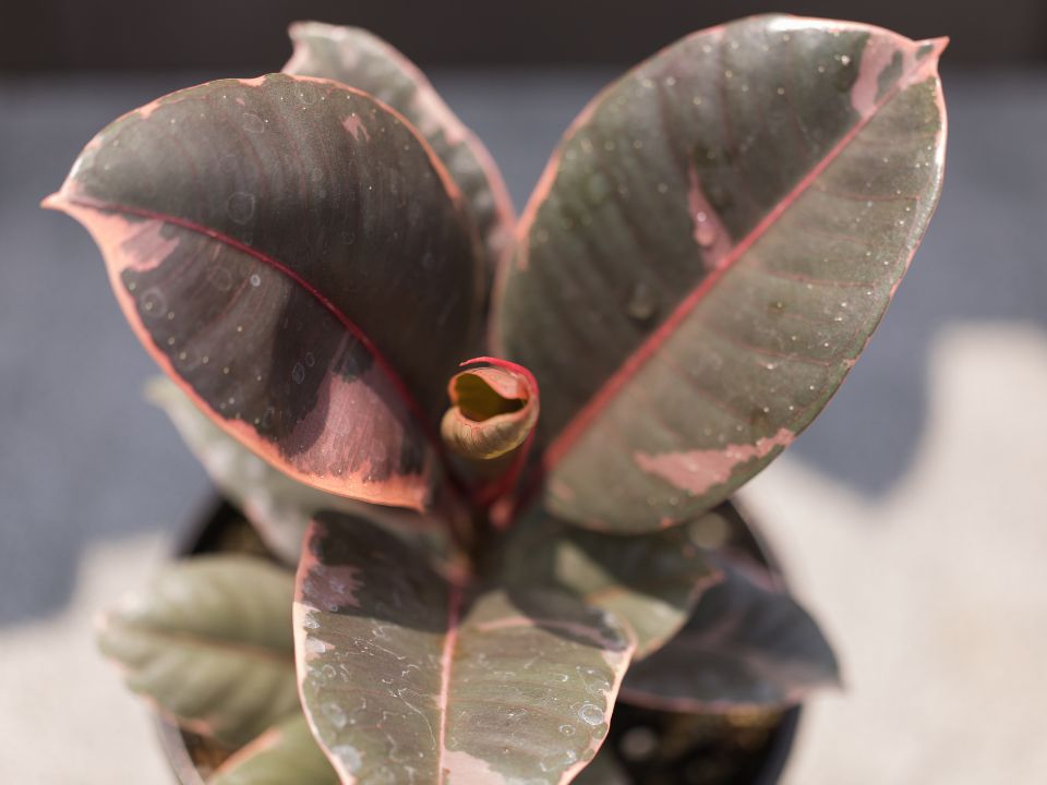 Ficus elastica 'Ruby'