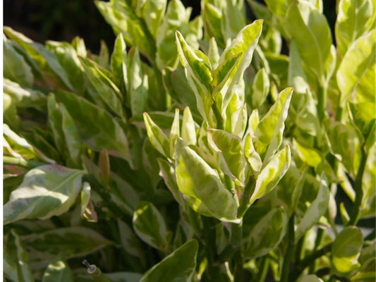 Pedilanthus tithymaloides variegata