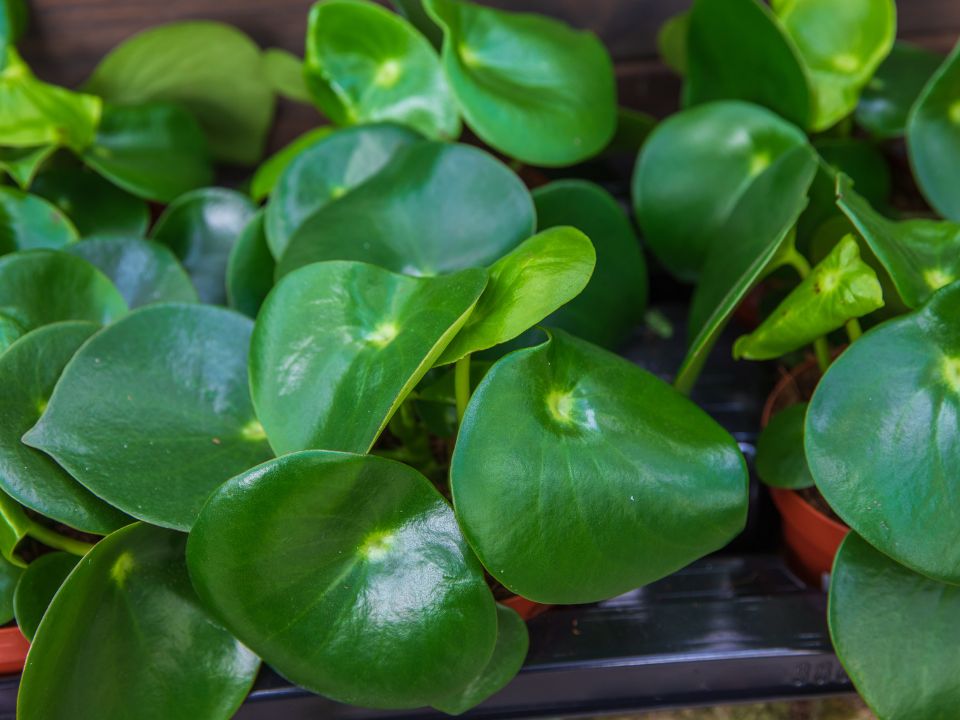 Peperomia polybotrya 'Raindrop'