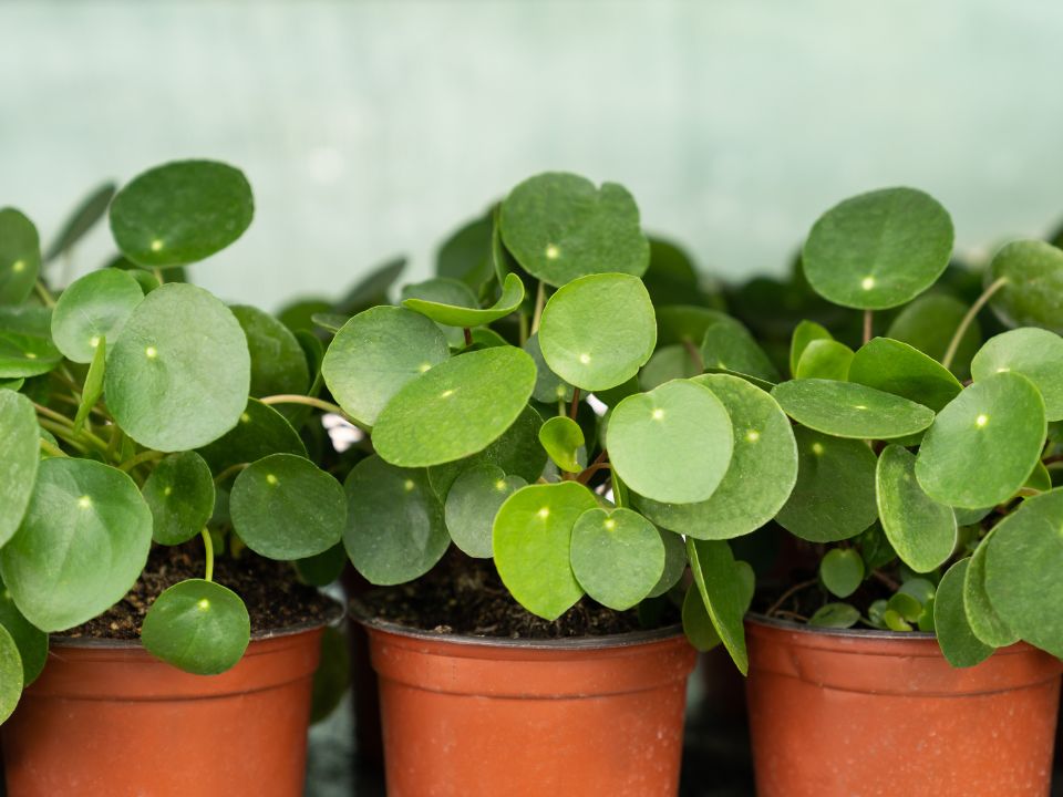 Pilea peperomioides