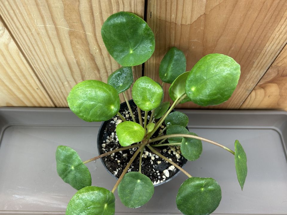 Pilea peperomioides