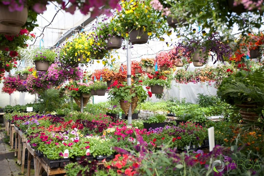 L'entretien des jardinières