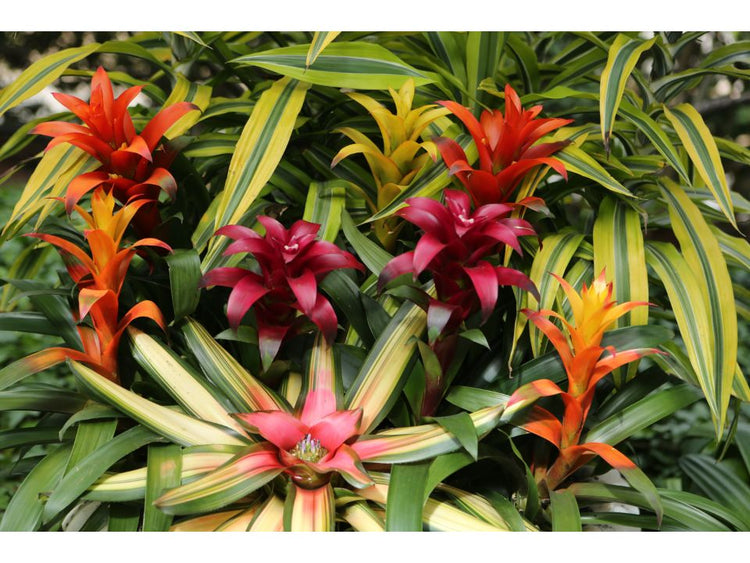 .Plantes tropicales