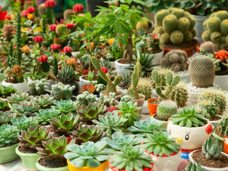 .Cactus et plantes succulentes