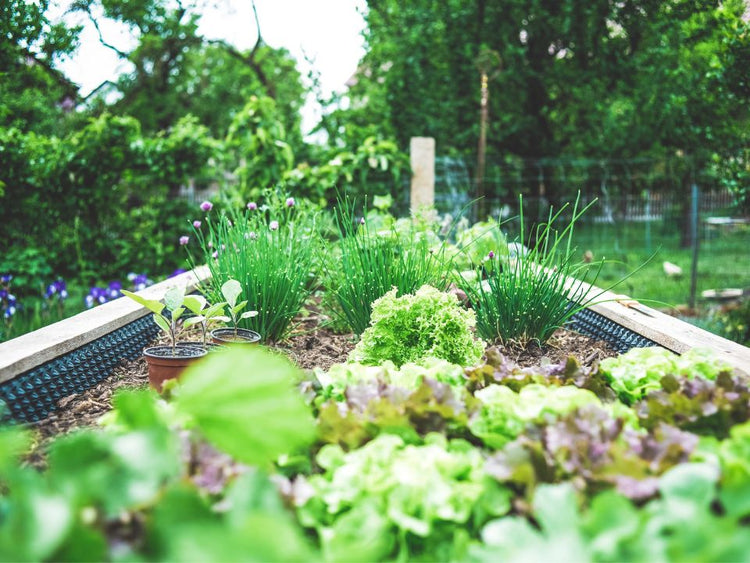 .Légumes et fines herbes
