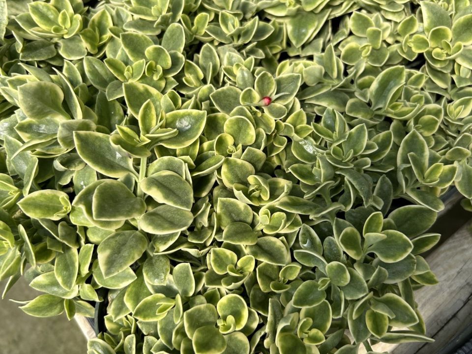 Aptenia cordifolia variegata