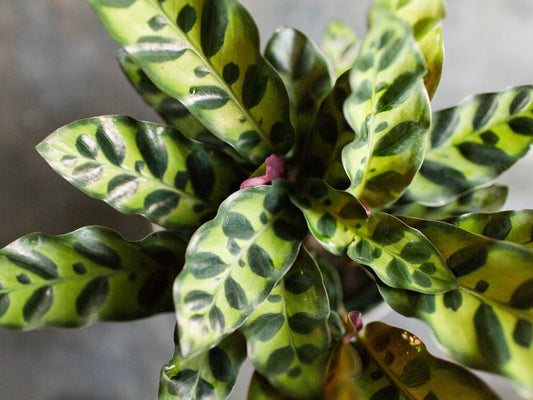 Calathea Lancifolia