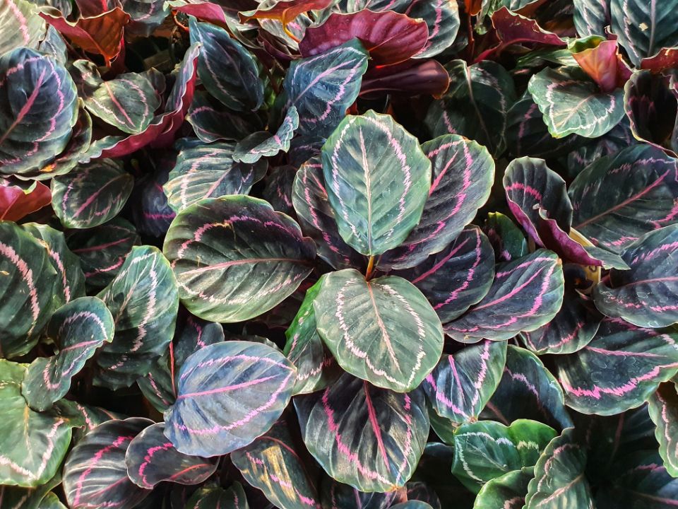 Calathea roseopicta 'Dottie'