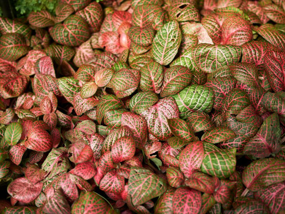 Fittonia albivenis red