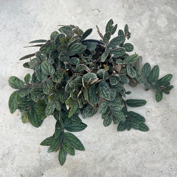 Pellionia pulchra 'Watermelon'