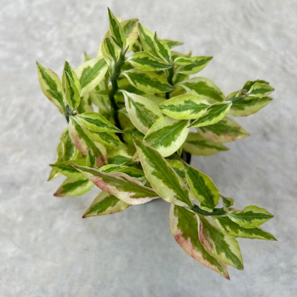 Pedilanthus tithymaloides variegata