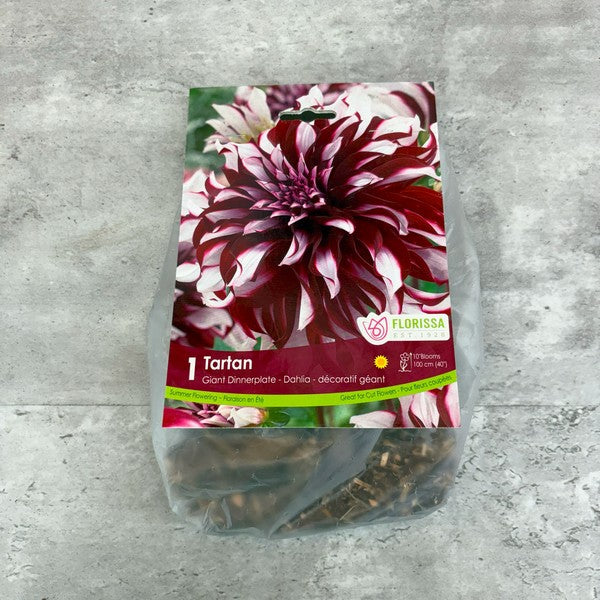 Bulbe de Dahlia