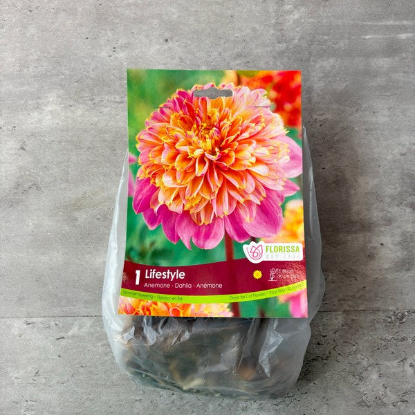 Bulbe de Dahlia