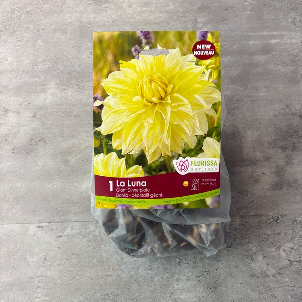 Bulbe de Dahlia
