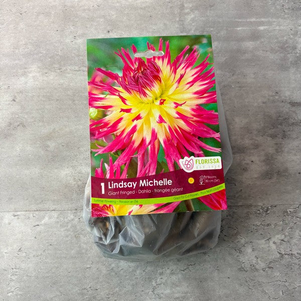 Bulbe de Dahlia