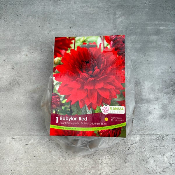 Bulbe de Dahlia