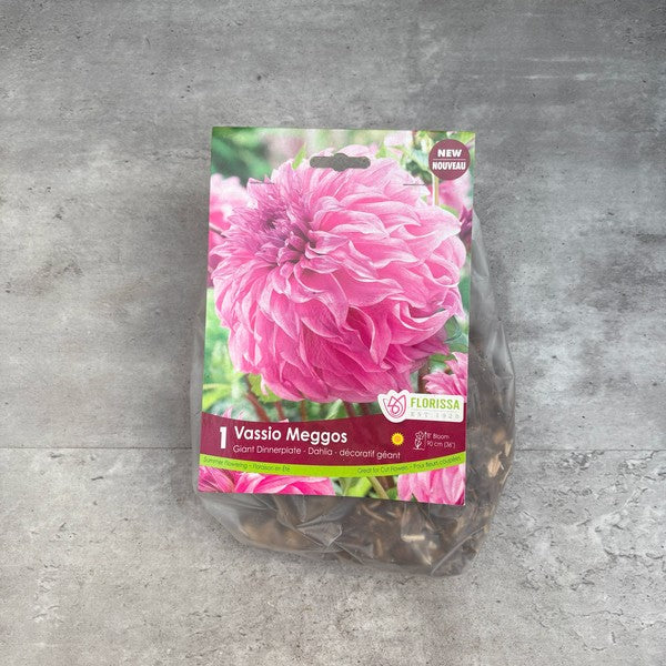Bulbe de Dahlia