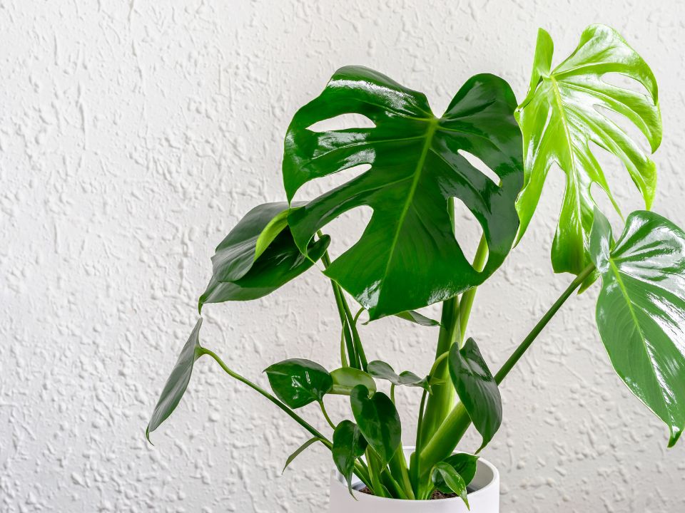 Monstera deliciosa