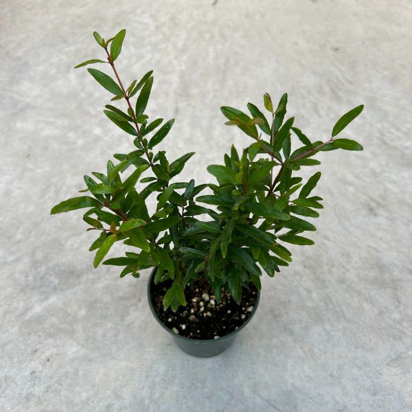 Punica granatum