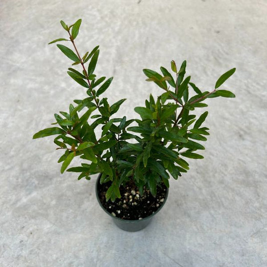 Punica granatum